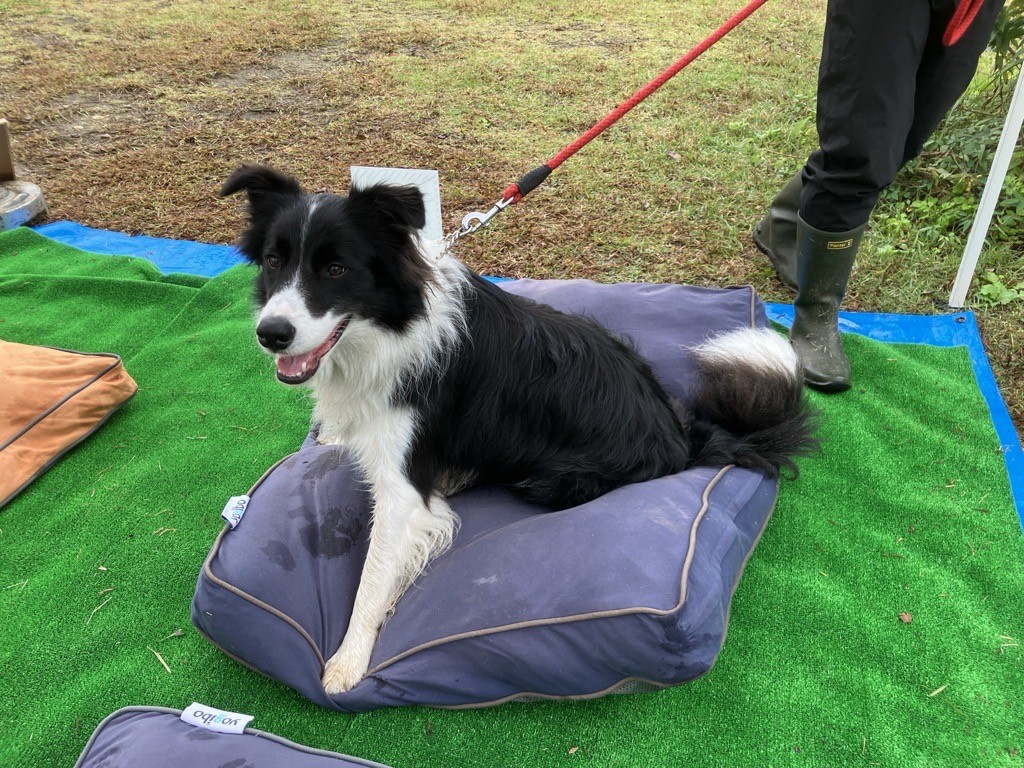 いぬのきもちフェスタ2025