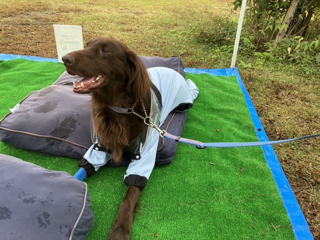 いぬのきもちフェスタ